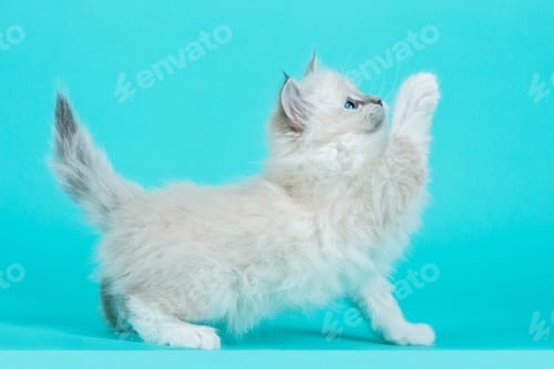 Preview: cat, kitten, pet, isolate