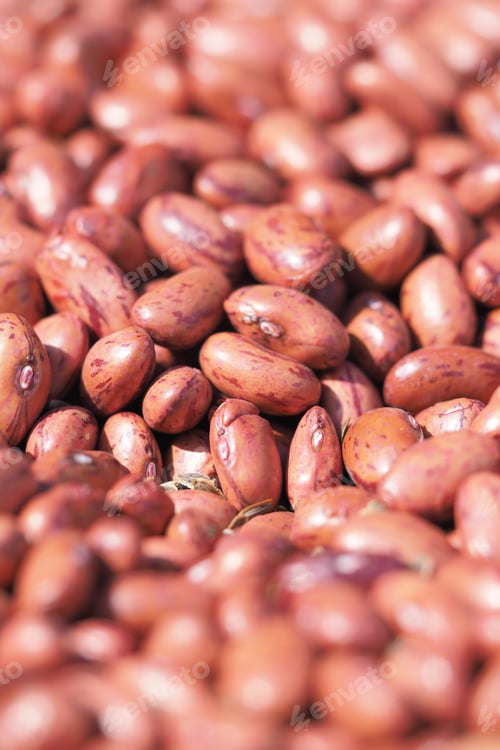 Preview: Red bean pile ready for harvest in an agricultural area