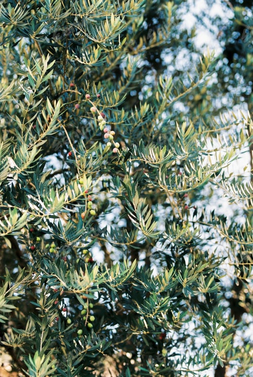 Preview: Brown and green olives among dense foliage on tree branches