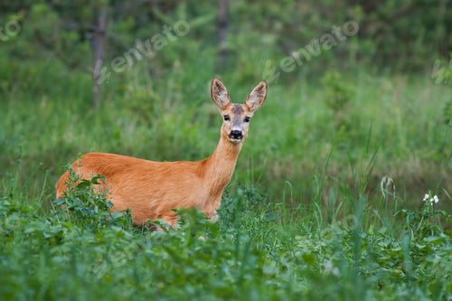 Preview: Roe Deer, Capreolus capreolus, Doe in green meadow