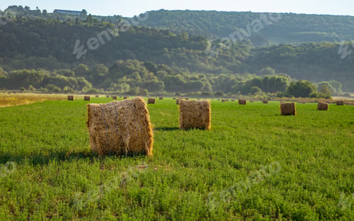 Preview: Evening landscape of straw hay bales on green field at sunset. Rural nature