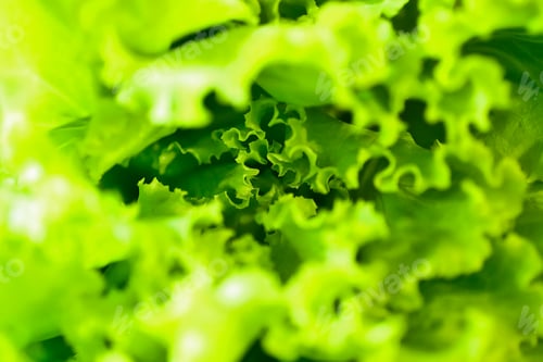 Preview: Bright macro photo of the green salad,top view.