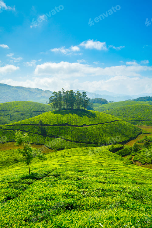 Preview: Tea plantations