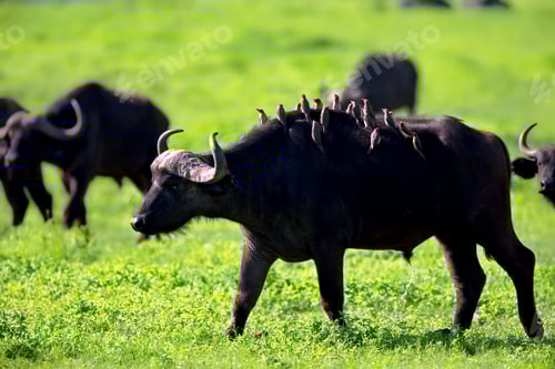 Preview: African buffalo with birds on its back on a field in Tanzania