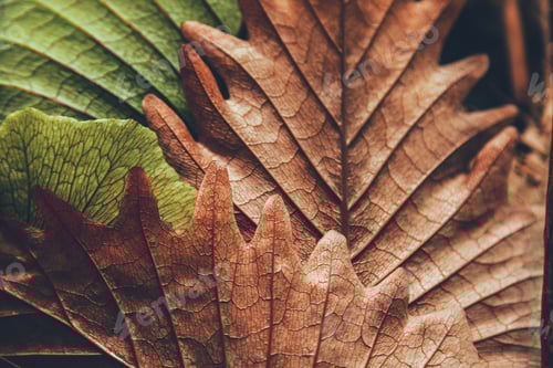 Preview: close-up shot of beautiful autumnal leaves for background
