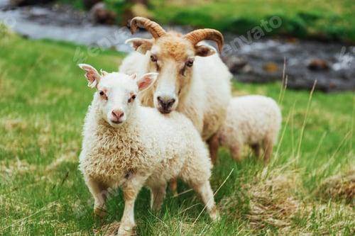 Preview: The Icelandic sheep. Fantastic views waterfall in the national park