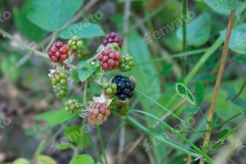 Preview: Blackberry (Latin rubus), a large plant genus from the rose family