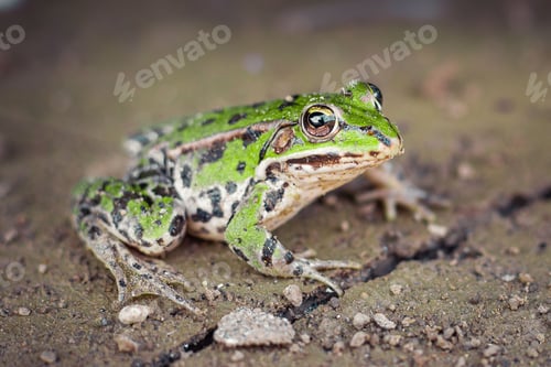Preview: Selective focus shot of a green frog on the ground in Slovenia