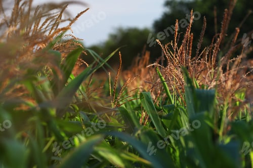 Preview: Beautiful view of corn field on sunny day