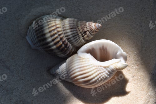 Preview: Sea shells