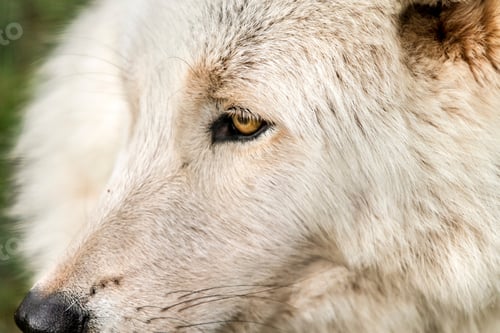 Preview: wolf, eye, head, face, wilderness