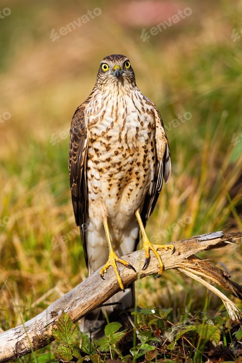 Preview: Alert eurasian sparrowhawk facing camera in summer