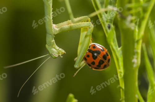Preview: Selective focus shot of a mantids insect and a cute red ladybug