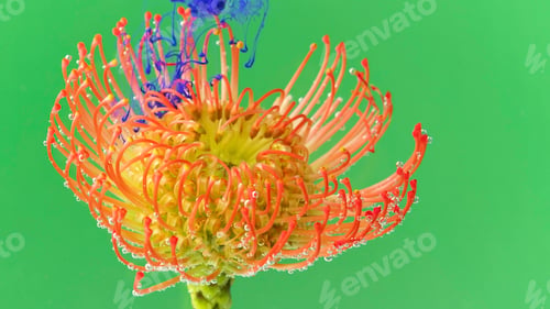 Preview: Flower with ink on isolated background. Stock footage. Beautiful exotic flower with stamens under