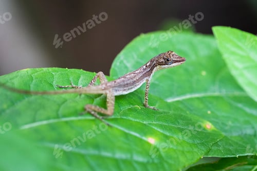 Preview: Slender Anole on a Leaf in Costa Rica