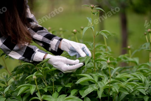 Preview: hand of a female gardener holding a diseased leaf of a plant, taking care of the flowers