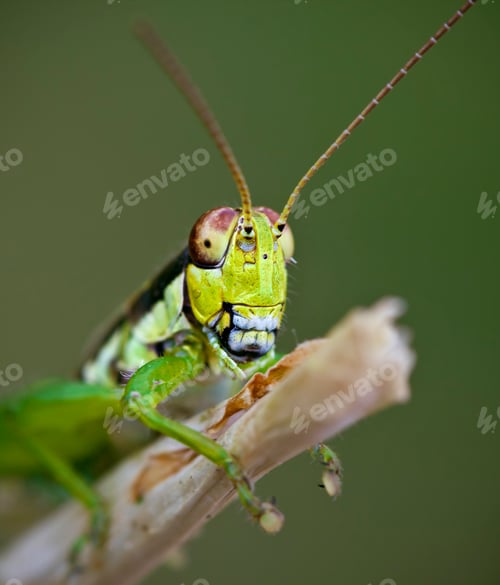 Preview: Grasshopper