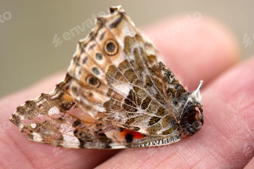 Preview: dead butterfly holding in hand