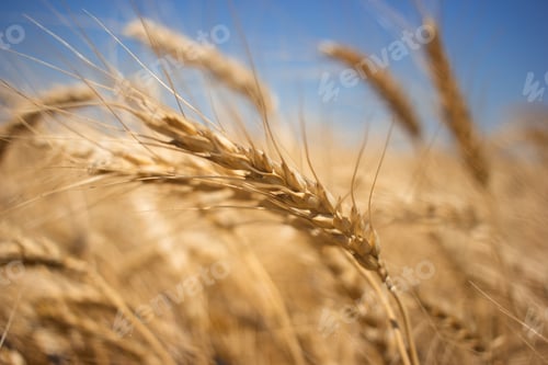 Preview: Yellow wheat field in Ukraine, city Kherson. Spikelets of wheat in the sunlight