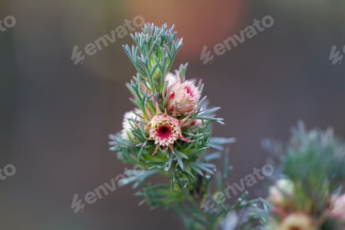 Preview: Close-up of a pink and white flower with green leaves on a blurred background.
