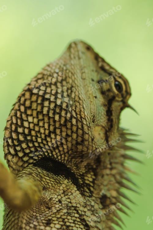 Preview: Yellow lizards on trees