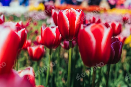Preview: Red tulips with beautiful bouquet background.