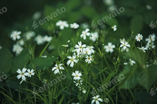 Preview: Blue forget me not flowers blooming on green background (Forget-me-nots, Myosotis sylvatica, Myosoti