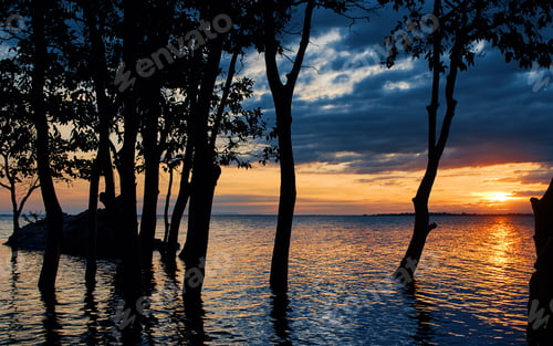 Preview: Silhouette scene the tree in the flooded land with sunset