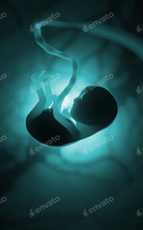 Preview: The development of a human embryo inside the womb during pregnancy. Little baby 3d illustration on
