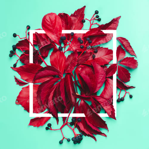 Preview: Red leaves and blue berries on mint background. Stylish autumn frame