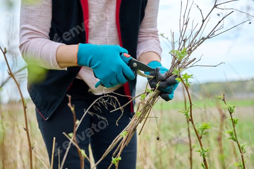 Preview: Close-up of a gardener's hands in gloves doing spring pruning of a raspberry bush