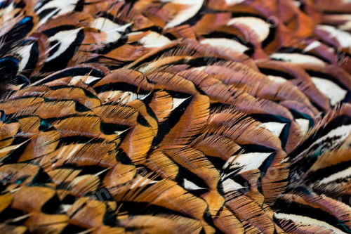 Preview: colored pheasant feathers with a visible texture. background