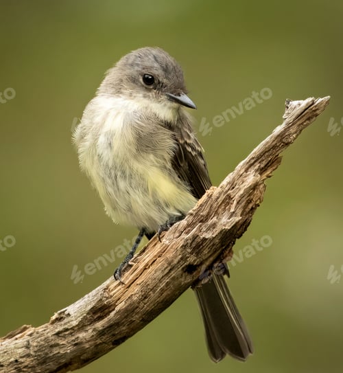 Preview: Close-up of a small bird perched on a branch with a blurred green background