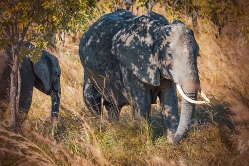 Preview: Mother anb baby African elephants