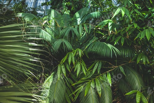 Preview: close up view of beautiful palms with green leaves