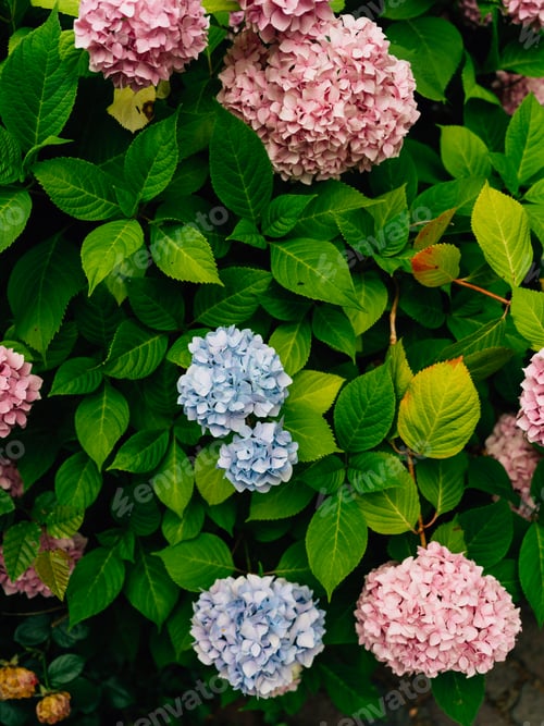 Preview: Closeup shot of pink and blue bigleaf hydrangea flowers