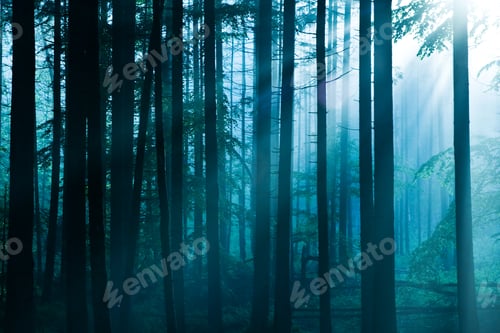 Preview: forest