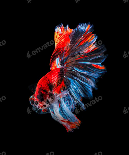 Preview: siamase fighting fish