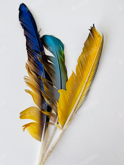 Preview: Colorful feathers.