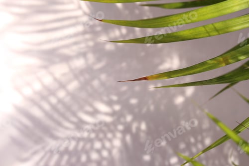 Preview: tropical palm leaf shadow on white wall background