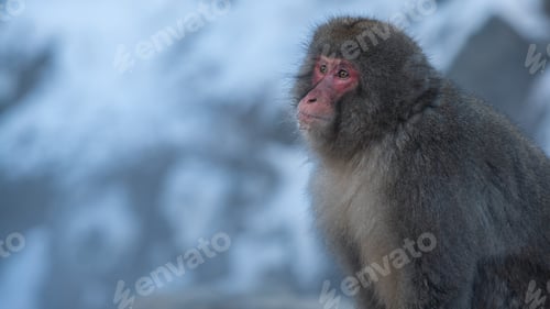 Preview: Japanese snow monkey on snowy mountain winter season. Macaque Japan wildlife
