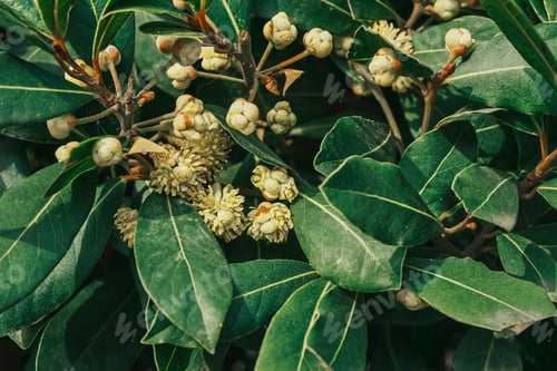 Preview: Close-up of laurel blossom. Laurel trees in Turkey in bloom in spring idea for background
