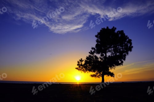 Preview: Lonely tree at sunset