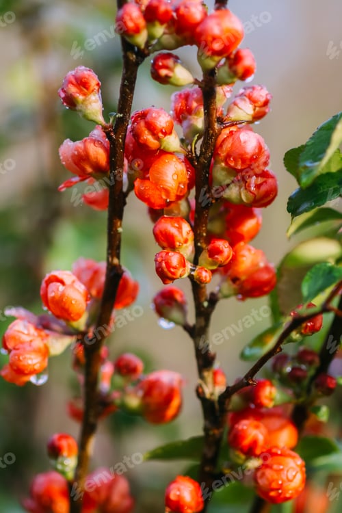 Preview: Flowering Cydonia plant. Red spring flowers of Japanese quince