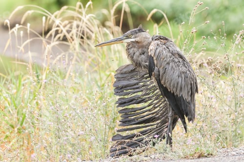 Preview: Distressed great blue heron.