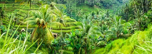 Preview: Amazing Tegalalang Rice Terrace Fields and some Palm Trees Around, Ubud, Bali, Indonesia