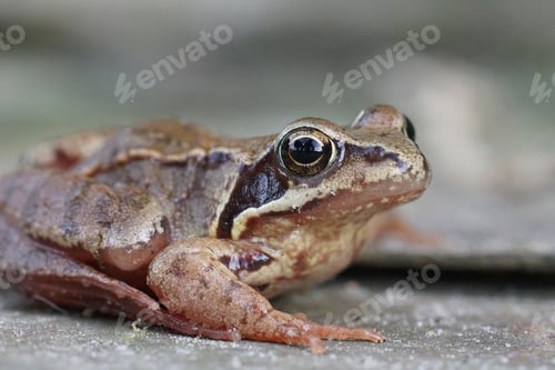 Preview: Closeup of a subadult European common brown frog , Rana temporaria in the garden