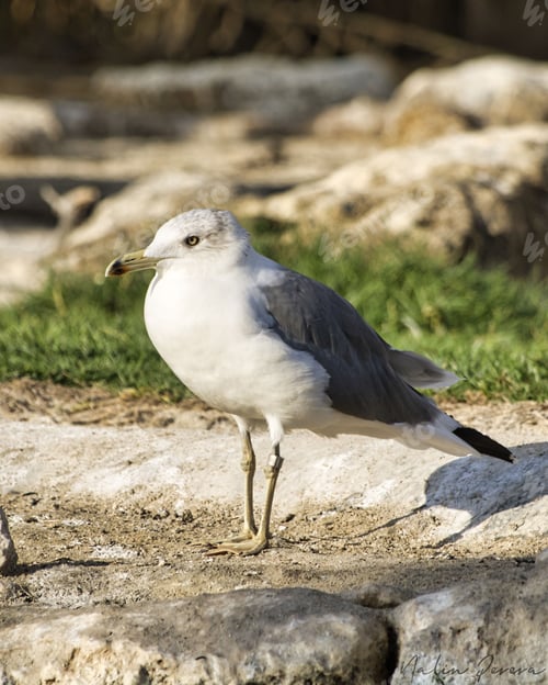 Preview: Selective focus shot of a Common gull (Larus canus) standing on the coast with a blurred background