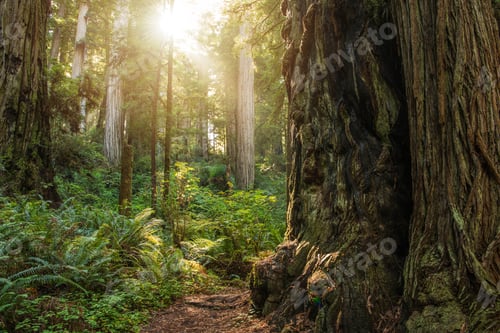 Preview: Scenic Summer Sunny Day in the Redwood Forest
