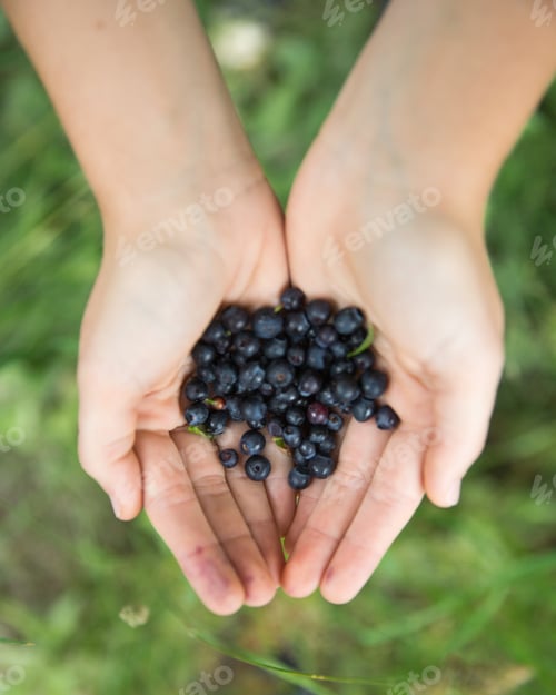 Preview: A handful of freshly picked blueberries from a Swedish forest